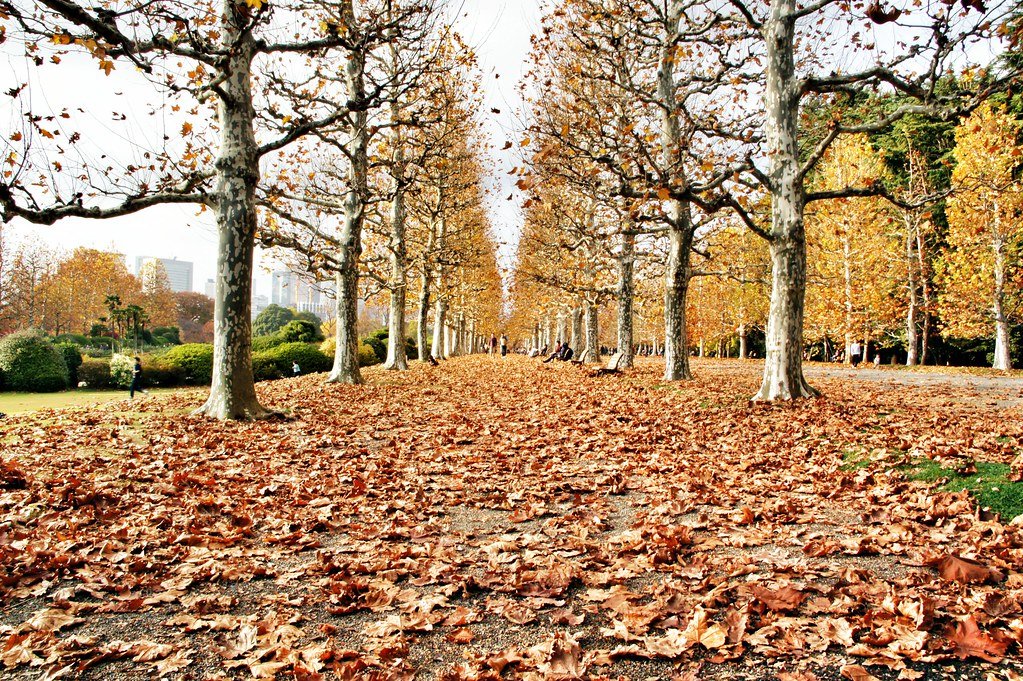🌳 신주쿠 교엔 이미지 8